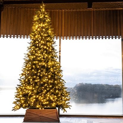 8-20 Foot Christmas Trees