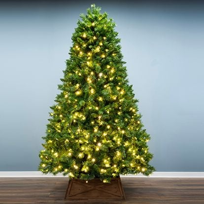 Bushy Christmas Trees