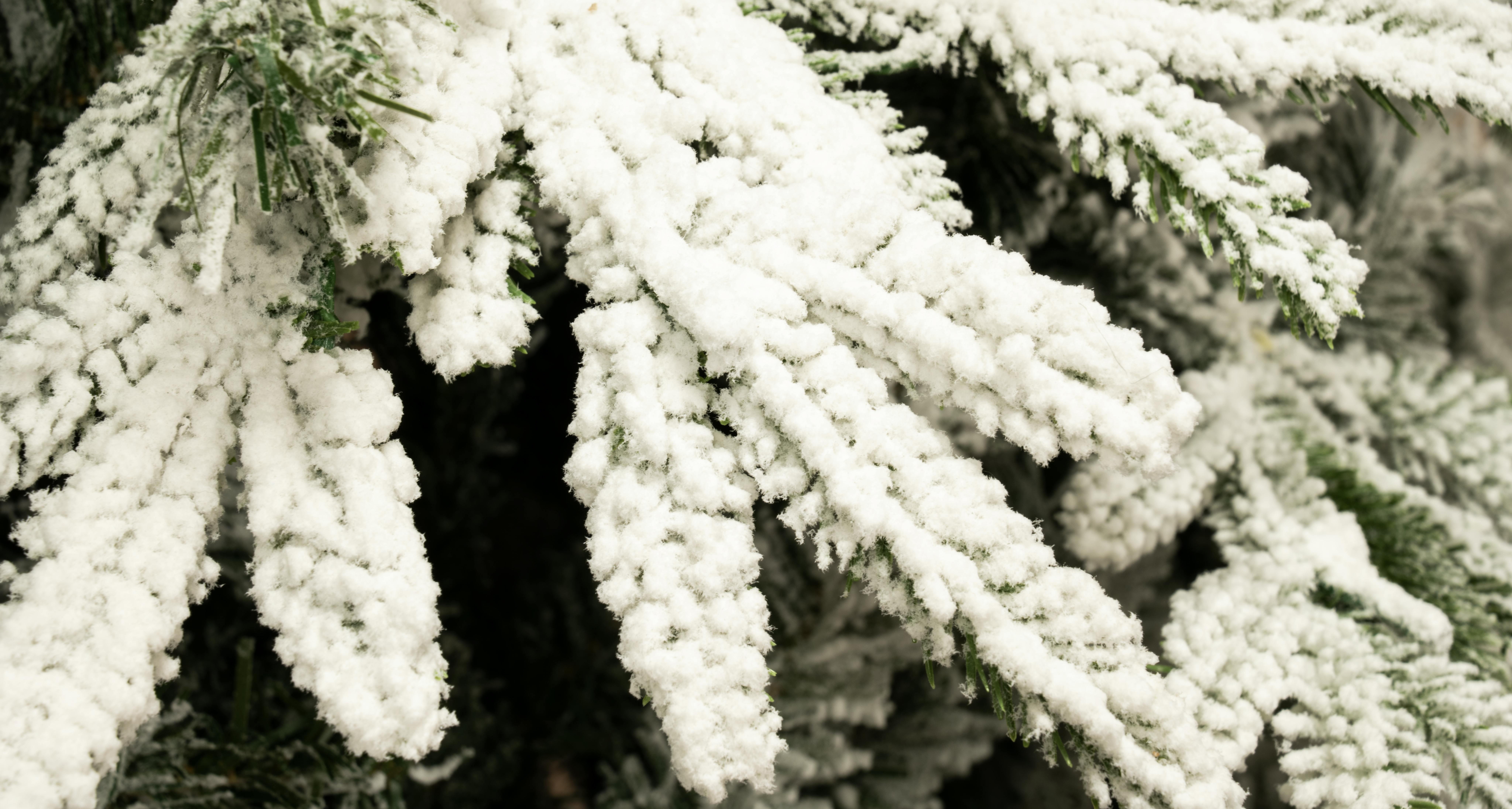 Snowy Christmas Trees