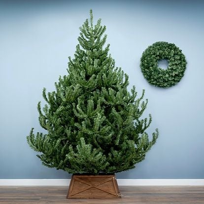 Unlit Christmas Trees