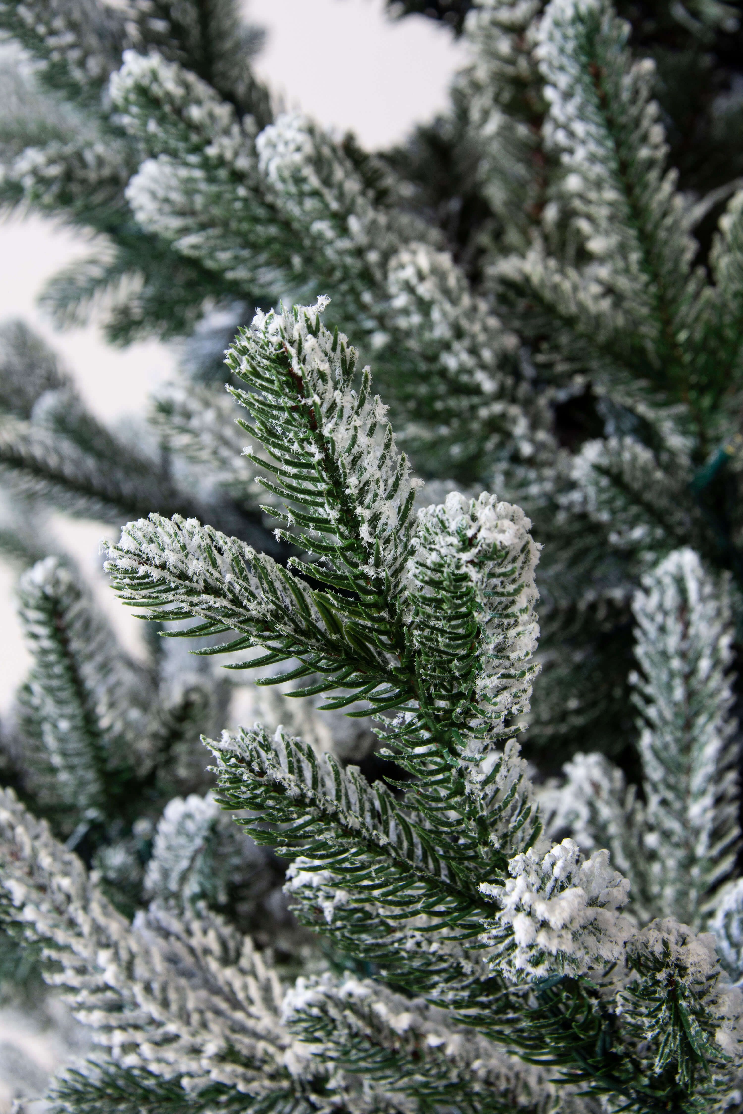 The Frosted Ultra Mountain Pine | Christmas Tree World
