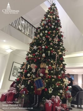 The 16ft Arbor Vitae Fir Tree