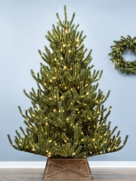 The 5ft Pre-lit Matterhorn Pine - Warm White LEDs