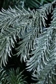 The 8ft Arbor Blue Pine Tree