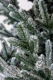 The 6ft Frosted Ultra Mountain Pine