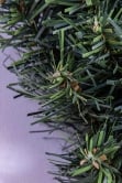 150cm Extra Wide Arbor Vitae Wreath