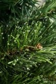 The Majestic Dew Pine Potted Tree (3ft to 5ft)