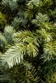 The Pre-lit Cairngorm Pine Potted Tree (3ft to 5ft)