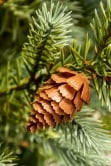 The Pre-lit Cairngorm Pine Potted Tree (3ft to 5ft)