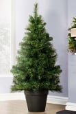 The Majestic Dew Pine Potted Tree (3ft to 5ft)