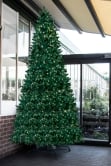The 10ft Pre-lit Ultra Devonshire Tree - 4.6ft wide - Warm White/Bright White Colour Change Lights