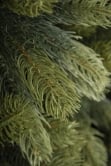 The 6ft Arbor Ultima Tree