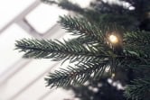 Outdoor/Indoor Giant Woodland Pine Frame Tree (13ft-40ft)