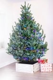 The 6ft Mountain Pine Tree