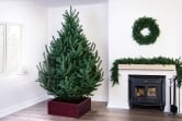 The 6ft Mountain Pine Tree
