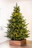 The 7ft Pre-lit Ultra Mountain Pine