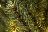 The 8ft Pre-lit Matterhorn Pine - Warm White LED lights
