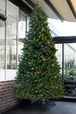 The 10ft Pre-lit Ultra Devonshire Tree - 4.6ft wide - Warm White/Multicoloured Colour Change LEDs
