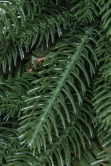 The Ultra Mixed Pine Wreath (50cm-60cm)