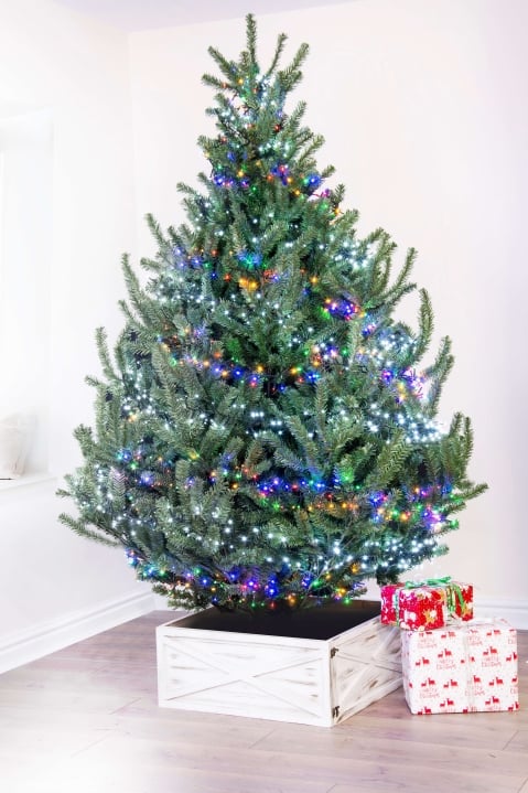The Mountain Pine Tree | Christmas Tree World