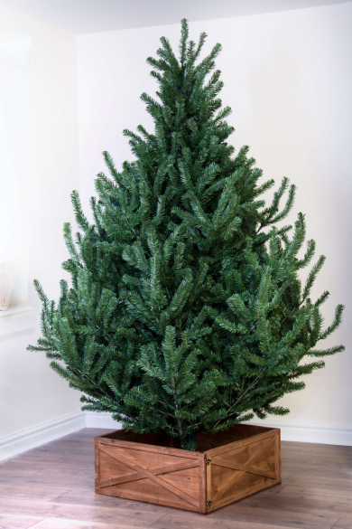 The Mountain Pine Tree (4ft to 8ft)