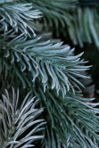 The 6ft Arbor Blue Pine Tree