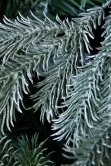 The 6ft Arbor Blue Pine Tree