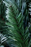 The 8ft Arbor Blue Pine Tree