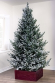 The 6ft Frosted Ultra Mountain Pine