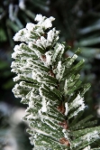 The 7ft Frosted Ultra Mountain Pine