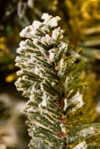 The Pre-lit Frosted Ultra Mountain Pine (4ft to 10ft)