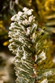 The 7ft Pre-lit Frosted Ultra Mountain Pine