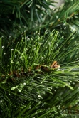 The Majestic Dew Pine Potted Tree (3ft to 4ft)