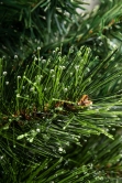 The 4ft Pre-lit Majestic Dew Pine Potted Tree (Indoor/Outdoor)