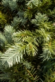 The Cairngorm Pine Potted Tree (3ft to 4ft) 