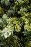 The 3ft Cairngorm Pine Potted Tree (Indoor/Outdoor)