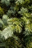 The Pre-lit Cairngorm Pine Potted Tree (3ft to 4ft)