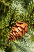 The 4ft Cairngorm Pine Potted Tree (Indoor/Outdoor)