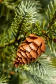 The Cairngorm Pine Potted Tree (3ft to 4ft) 