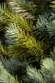 The Cairngorm Pine Potted Tree (3ft to 4ft) 