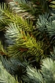 The 3ft Cairngorm Pine Potted Tree (Indoor/Outdoor)