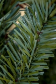 The Pre-lit Cairngorm Pine Potted Tree (3ft to 4ft)