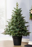 The 4ft Cairngorm Pine Potted Tree (Indoor/Outdoor)