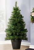 The 4ft Majestic Dew Pine Potted Tree (Indoor/Outdoor)