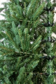 The Woodland Pine Half Tree (4ft to 6ft)