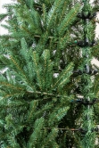 The 4ft Woodland Pine Half Tree