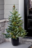 The 3ft Cairngorm Pine Potted Tree (Indoor/Outdoor)