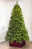 The Ultra-Lit Montagna Fir Tree (6ft to 8ft)