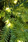 The 6ft Ultra-Lit Montagna Fir Tree