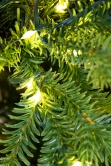 The 7ft Ultra-Lit Montagna Fir Tree